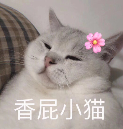 香屁小猫