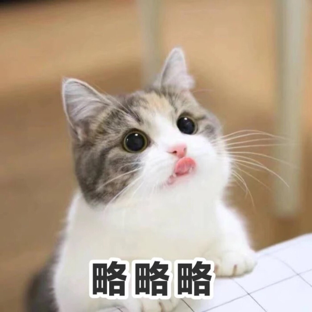 猫咪那么可爱！真的不考虑喜欢一下吗！
