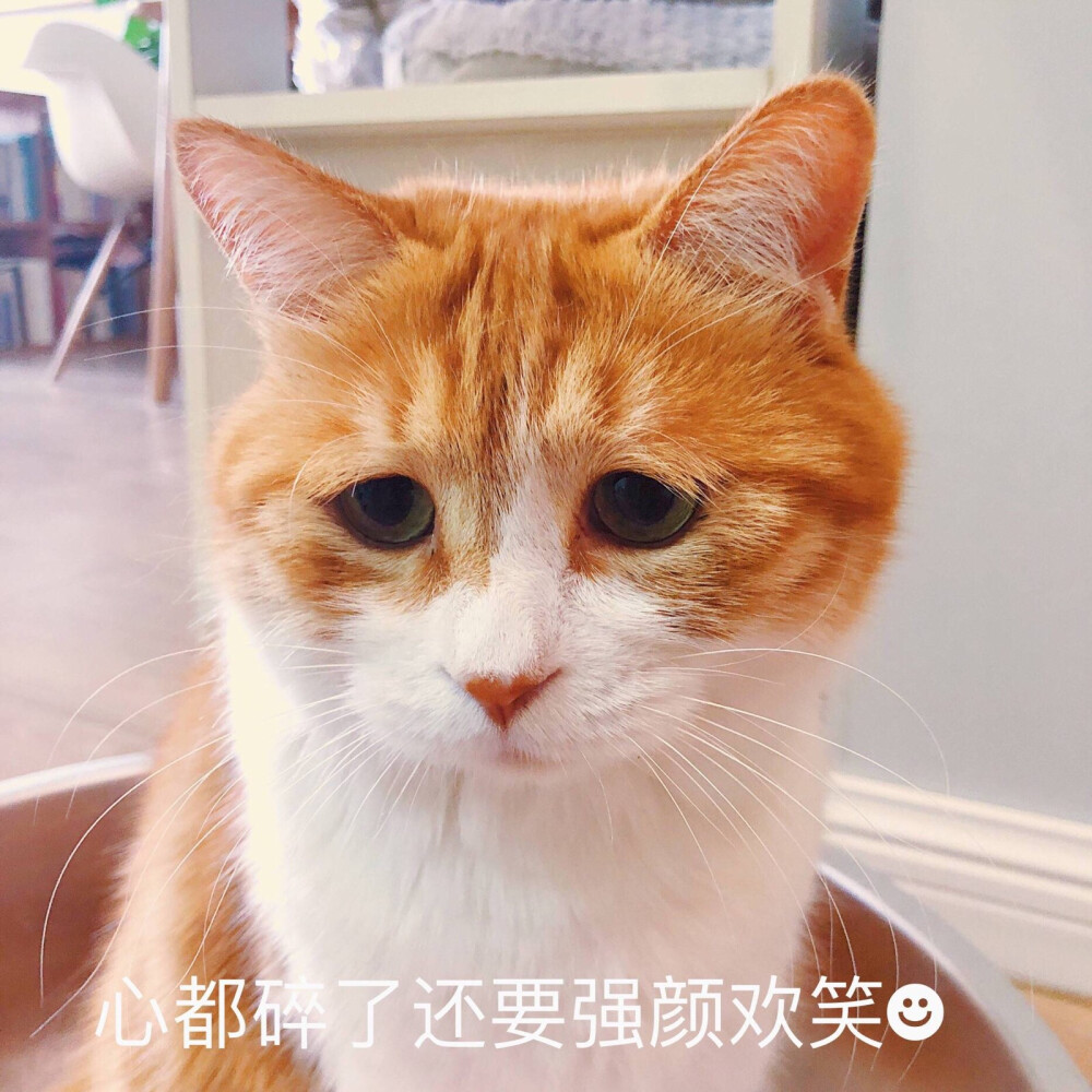 小橘猫