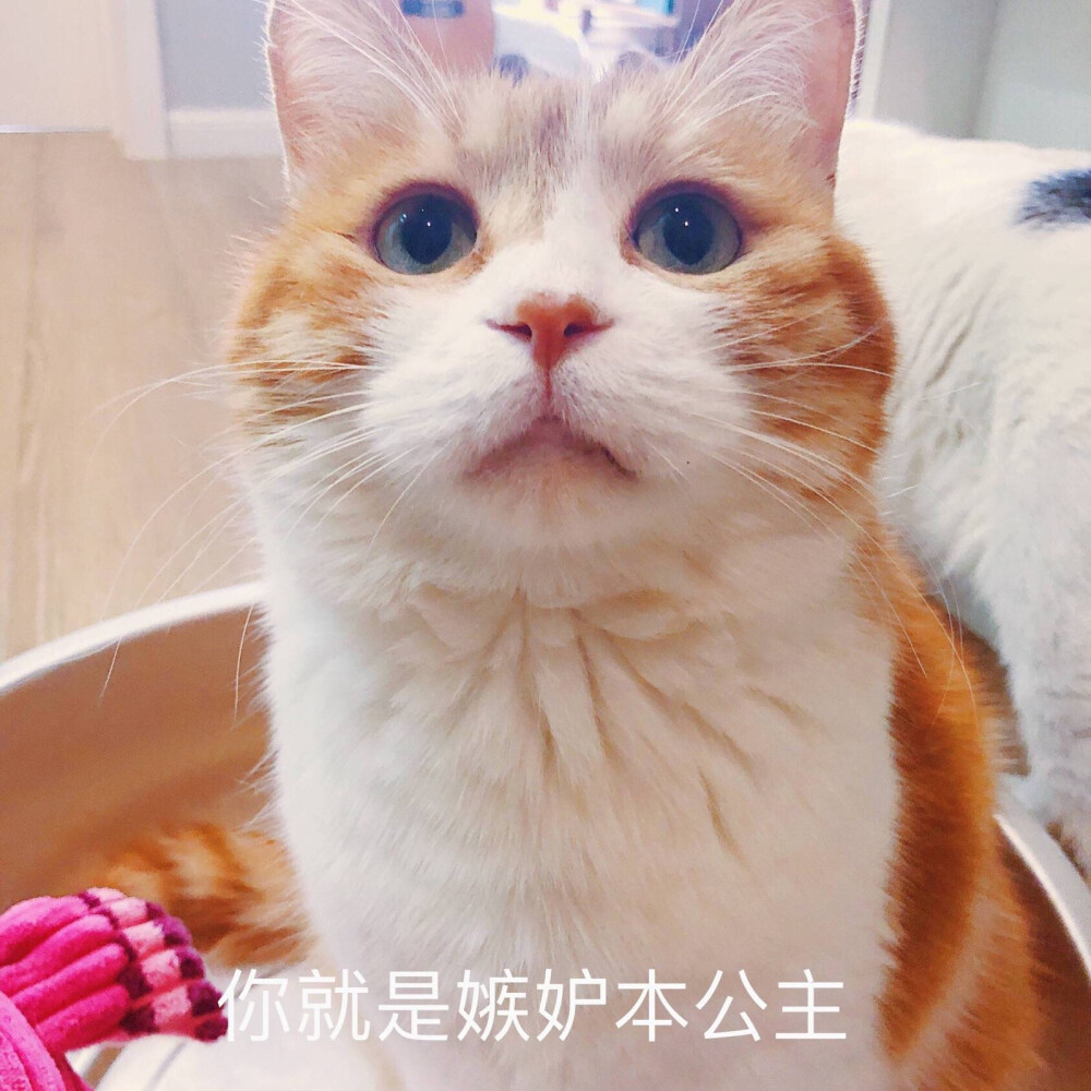 小橘猫