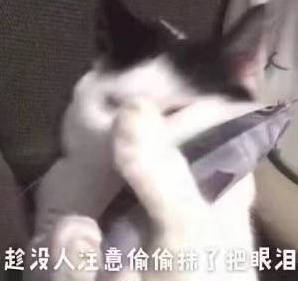 沙雕猫