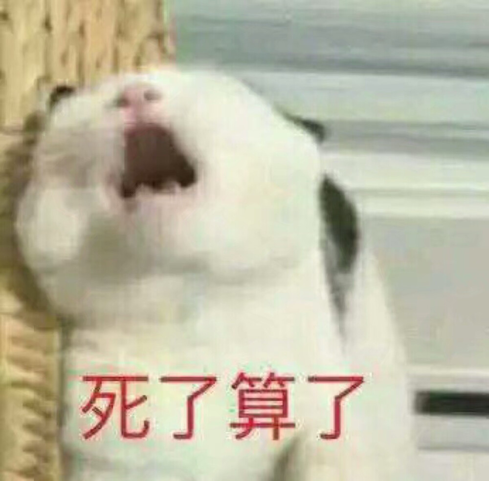 ٩(•̤̀ᵕ•̤́๑)