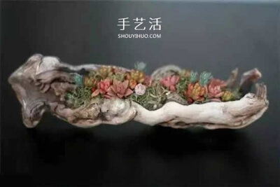 DIY枯木多肉植物盆栽 用枯木做多肉花盆方法 - www.shouyihuo.com