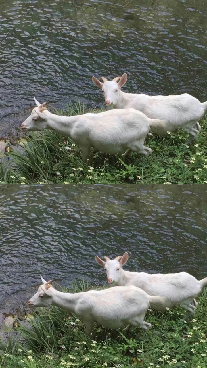 醒川｜猫 花 人 树