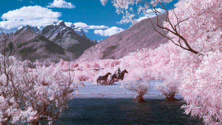 醒川｜猫 花 人 树