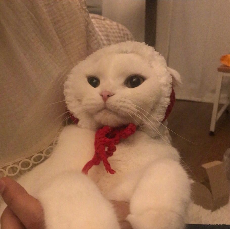 Daisy妤故の猫 小奶猫 可爱 猫星人