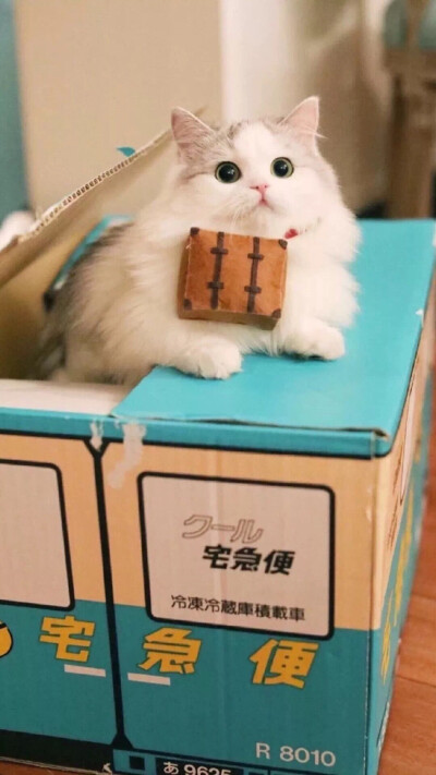 布偶猫