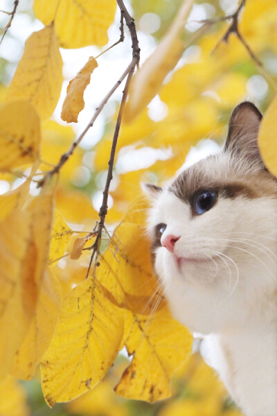 郭斯特的狐狸 布偶猫