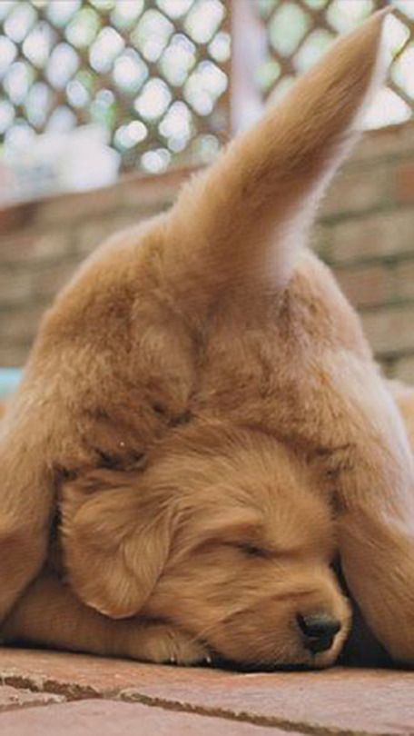 (拉布拉多猎犬：原产地并非名字由来的拉布拉多半岛，最初是生长在纽芬兰岛的海岸，被训练在冰冷的海上工作，19世纪初，此品种很快就以猎犬的身份进入了英国，蒙自贝利伯爵将此犬命名为拉布拉多猎犬。）
拉布拉多猎犬是唯一享有“从魔鬼到天使”之美誉！
非常有特色的“水獭尾”
