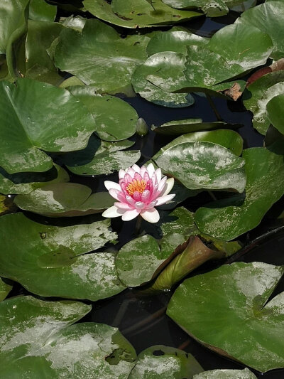 江南莲花开，红花覆碧水。