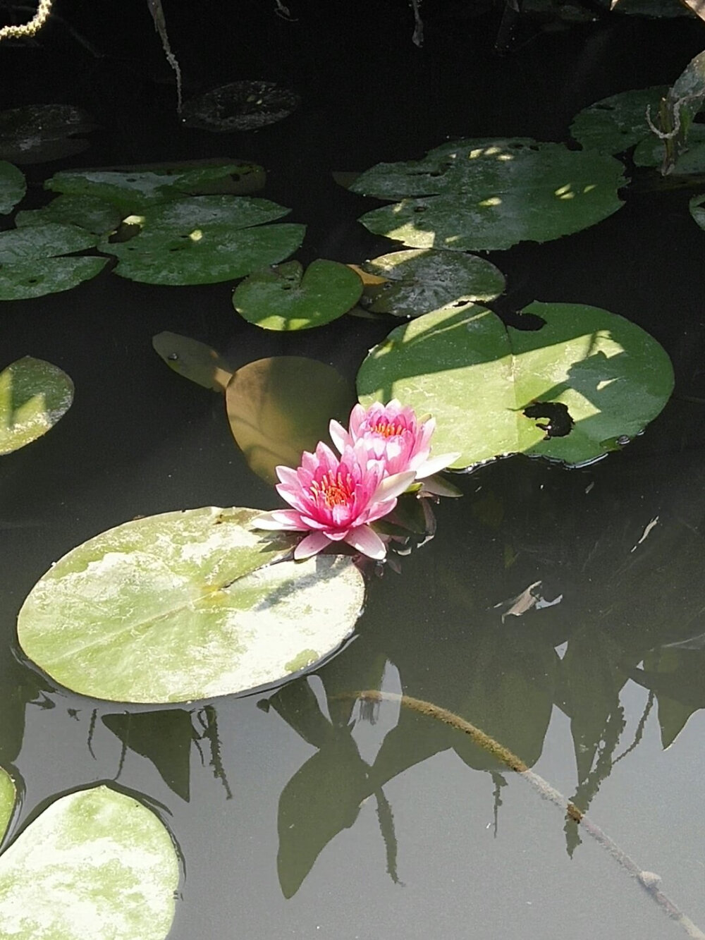 江南莲花开，红花覆碧水。