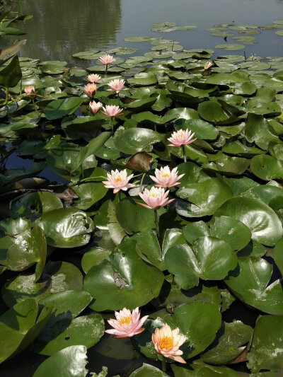 江南莲花开，红花覆碧水。