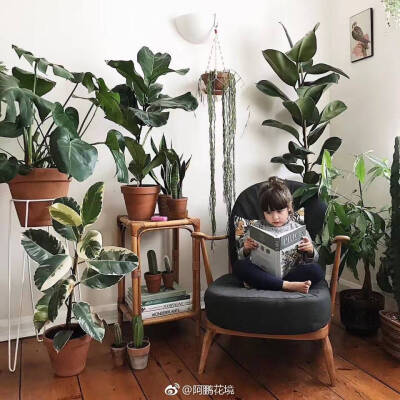 室内绿植