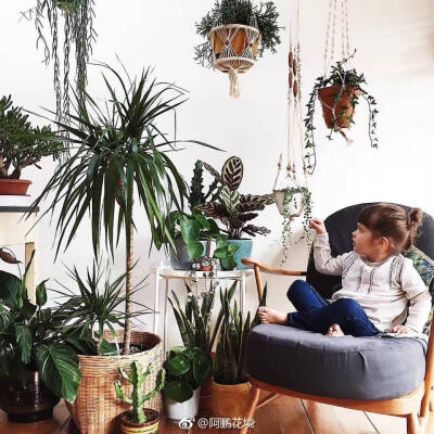室内绿植