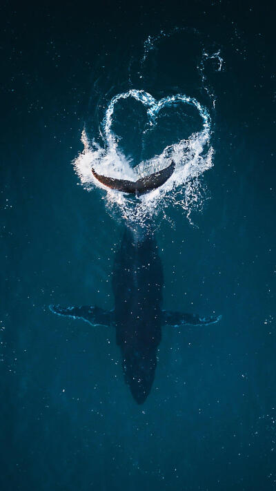 一尾鲸