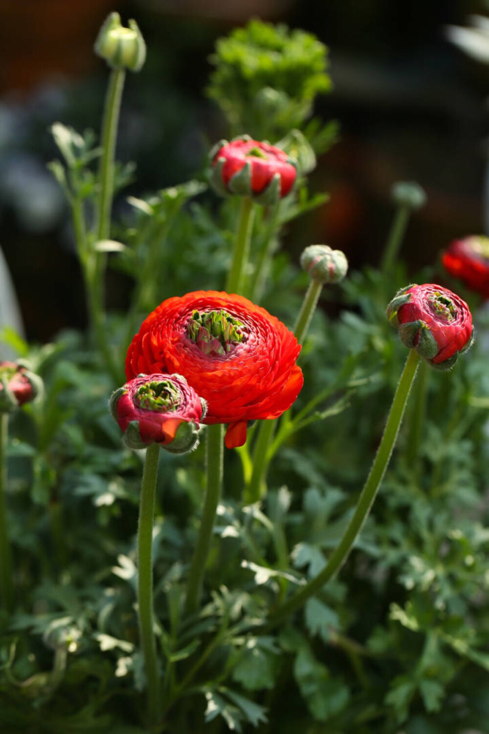 花毛茛