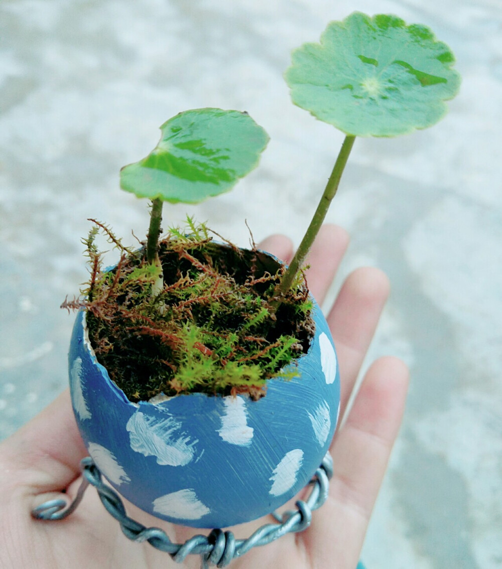 鸡蛋壳和植物
治愈系