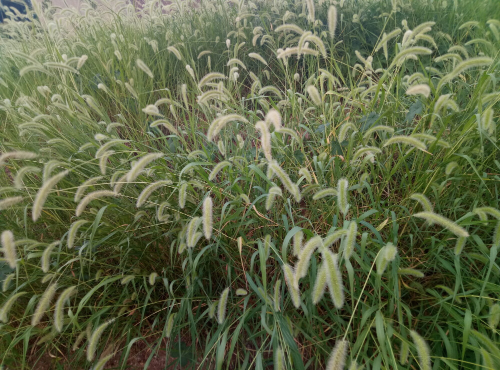 乡村，狗尾巴草