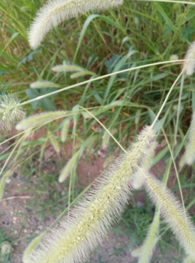 乡村，狗尾巴草