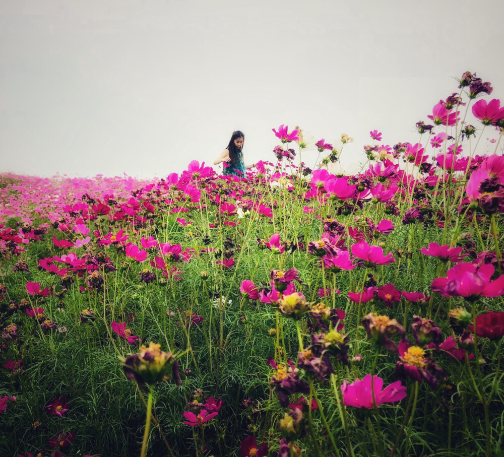 花菇凉