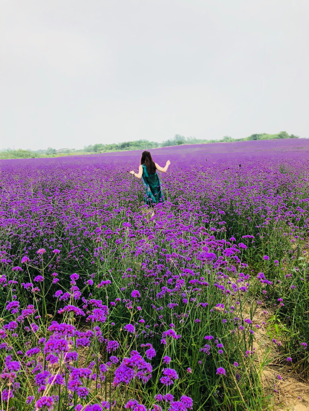 花菇凉