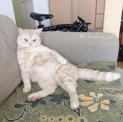 猫咪搞怪头像
from：VBO