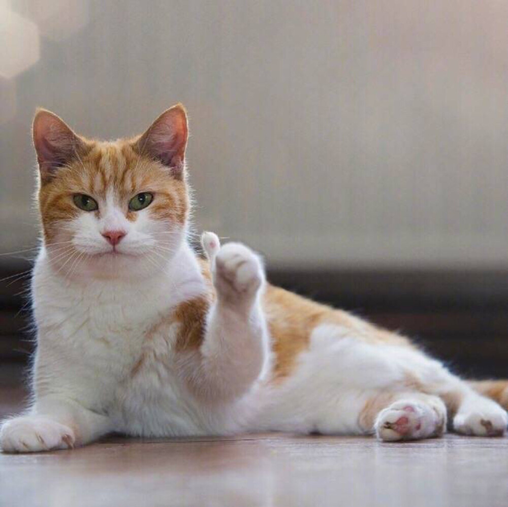 猫咪搞怪头像
from：VBO