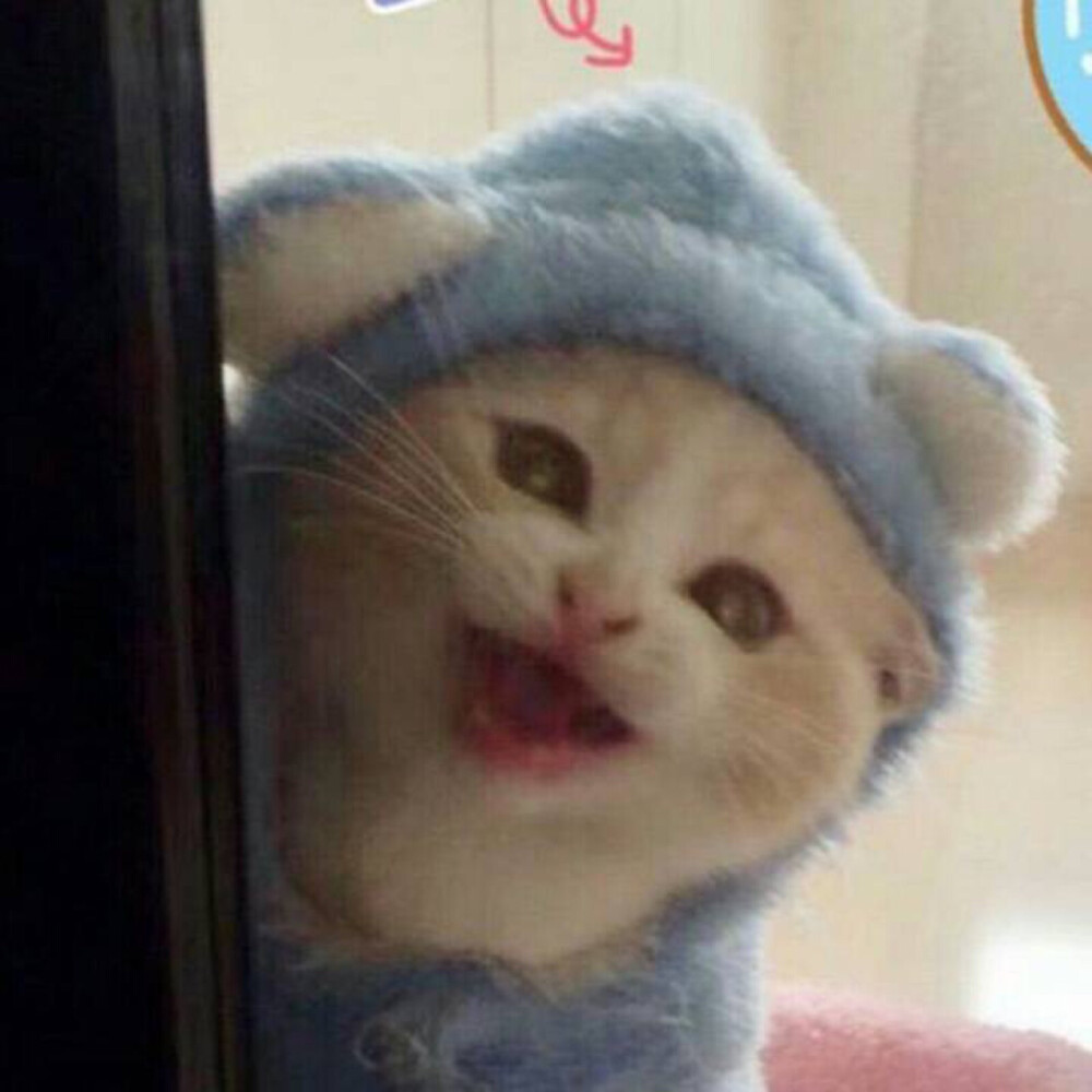 猫咪搞怪头像
from：VBO