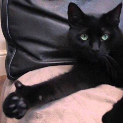 猫咪搞怪头像
from：VBO