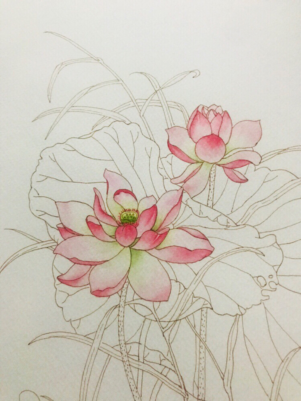 水彩 荷花 过程图