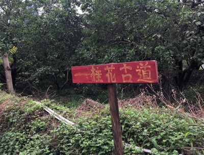 桂花古道