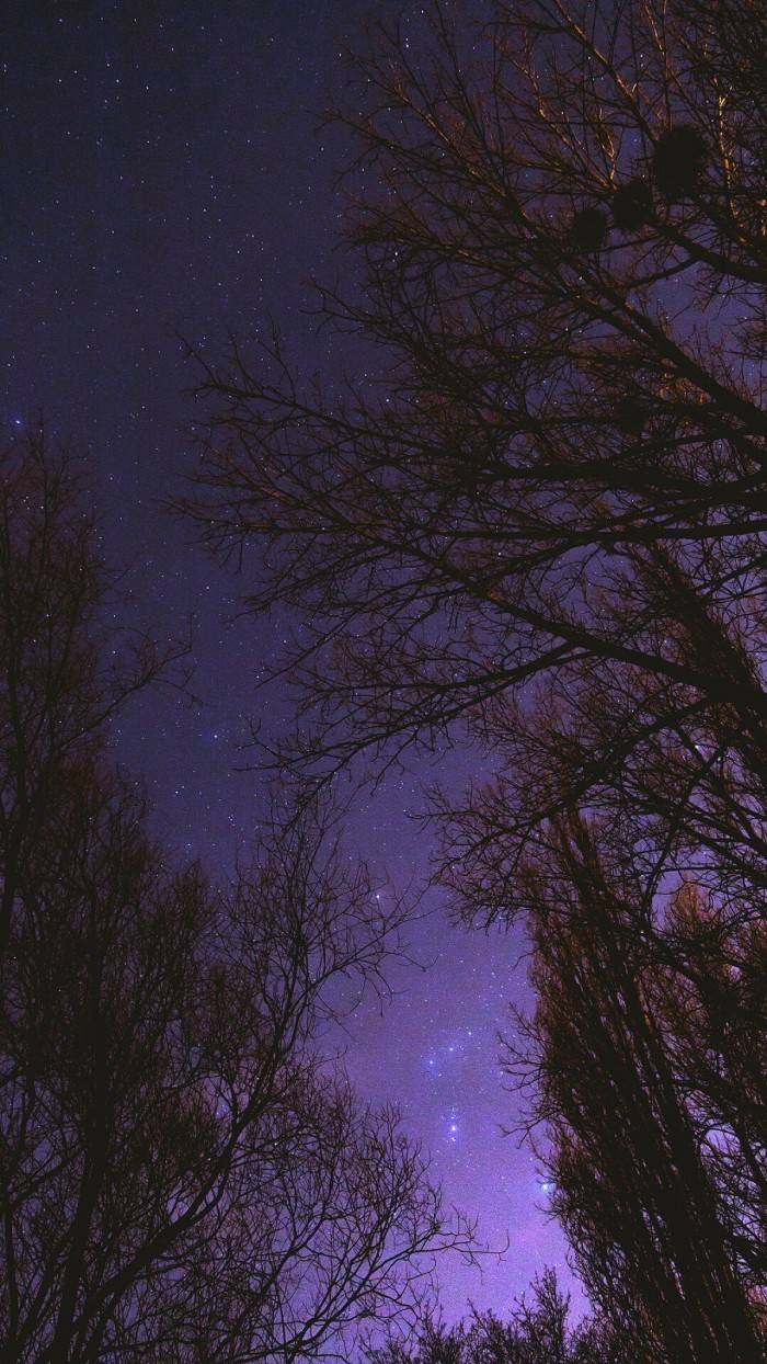 夜景星空 风景壁纸 紫色树林