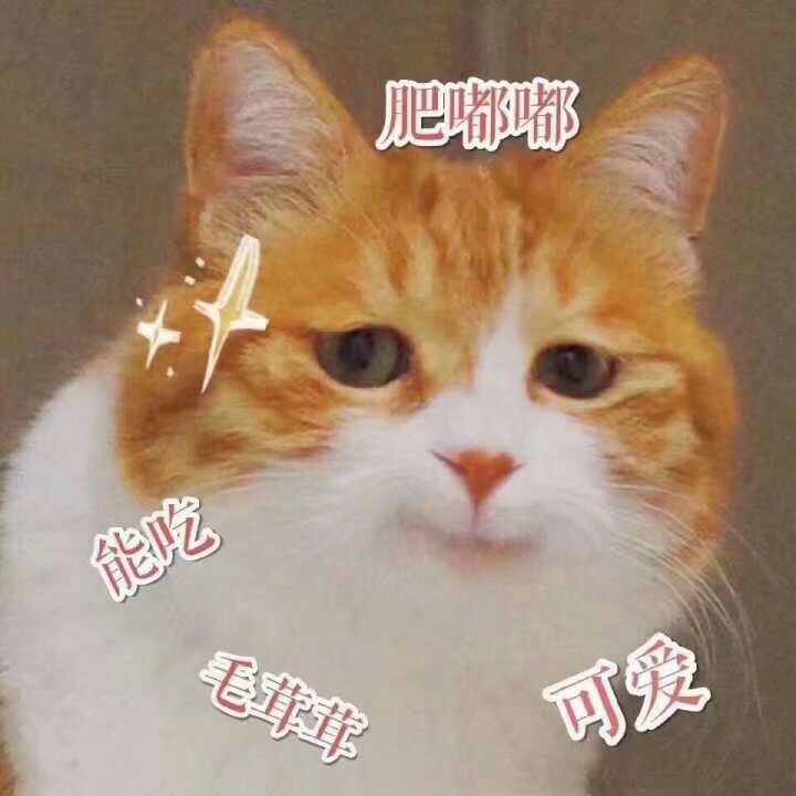 猫咪 可爱 表情包