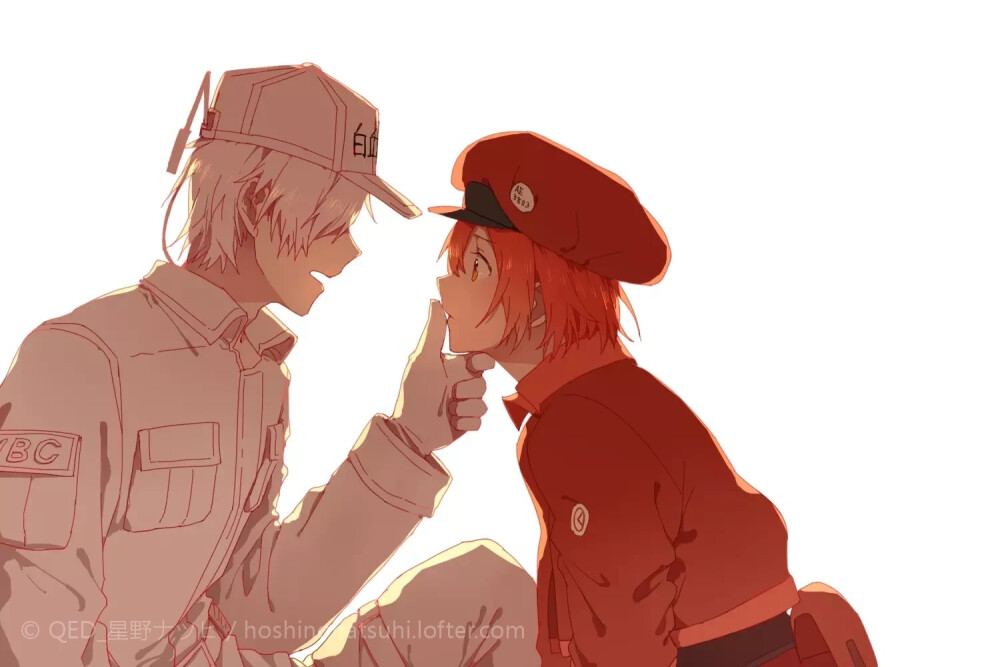 工作细胞-白细胞 红细胞