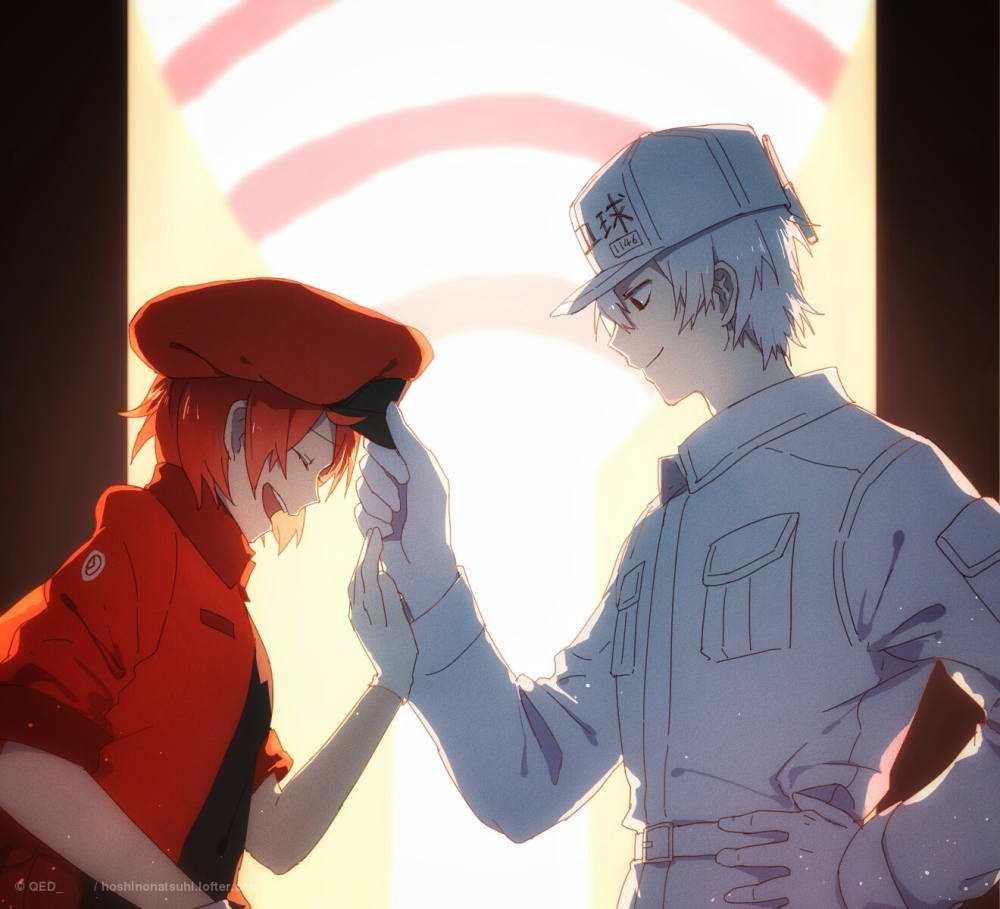 工作细胞-白细胞 红细胞