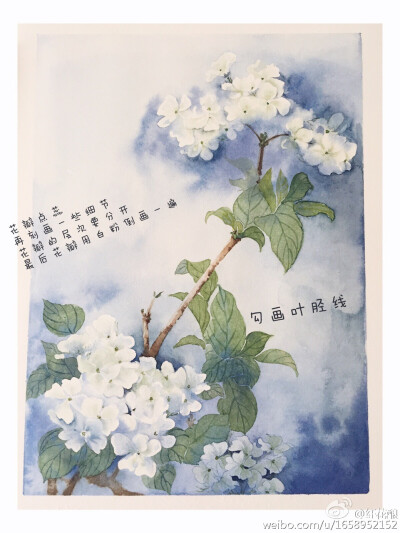 看似复杂但是很好上手的白花花水彩教程 by: 纤花酿 ​