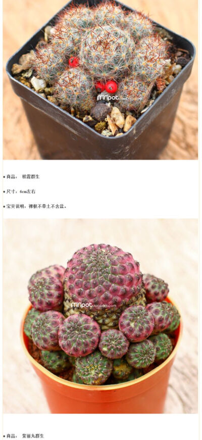 仙人掌科植物品种