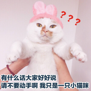 猫猫喵