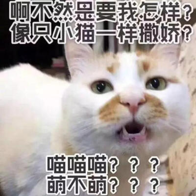 喵喵喵？