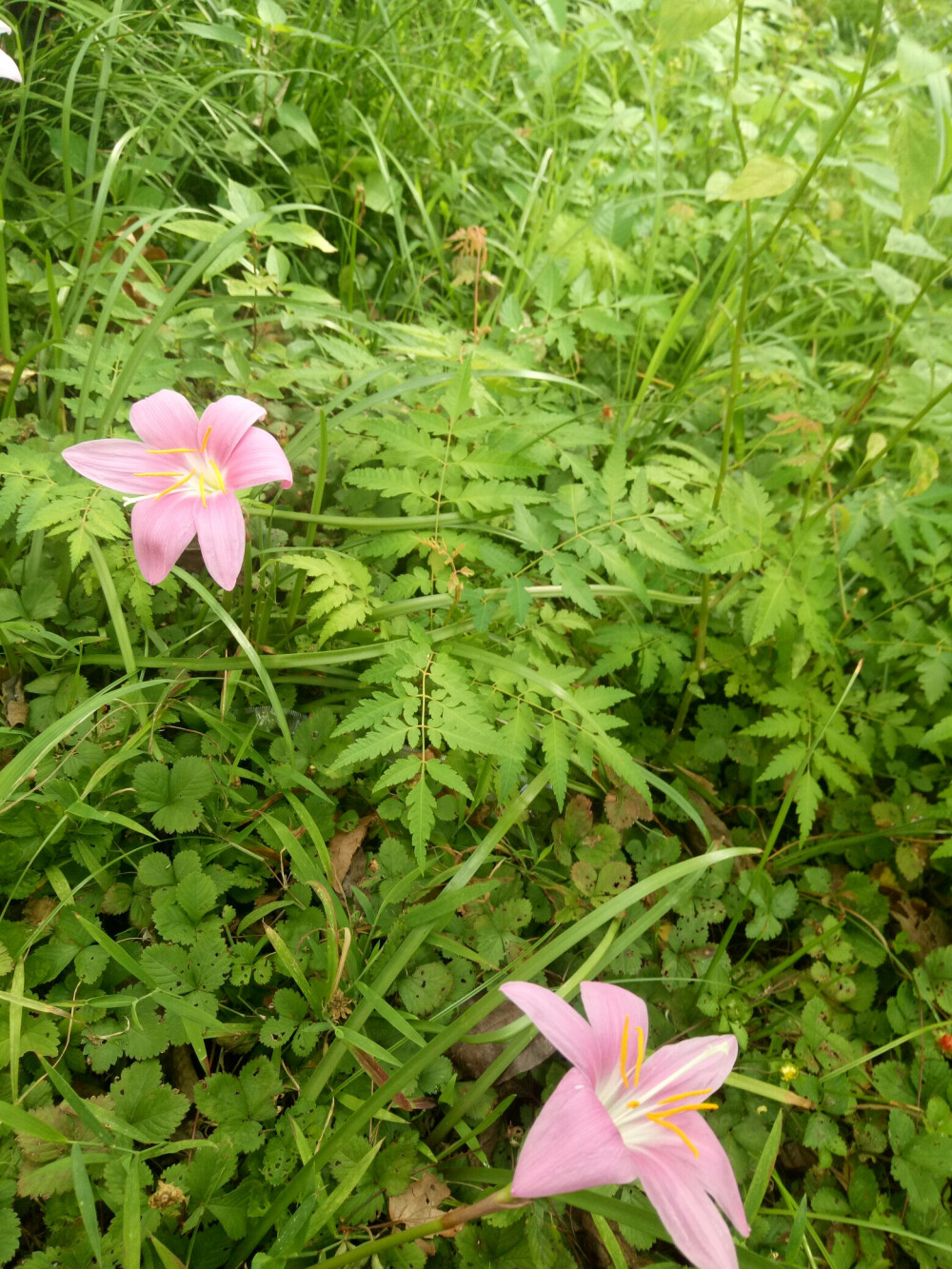 韭莲（风雨花）-长路多萧萧，因缘如芥草。