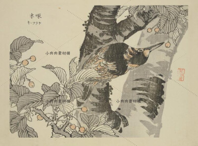 日本古传统水墨典梅岭绘百鸟风景植物花草图鉴绘画素描临摹素材22