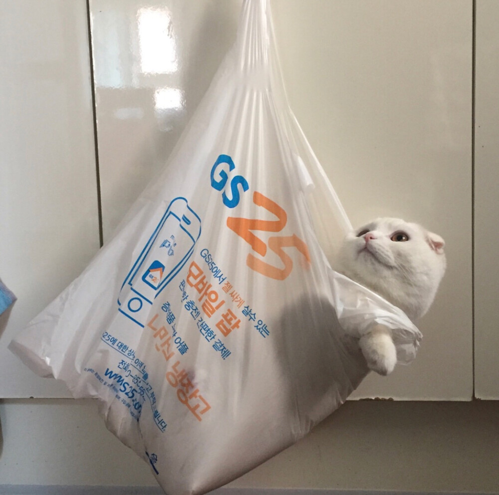 猫咪情头 袋子系列2