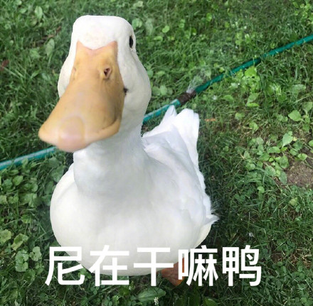 干嘛
