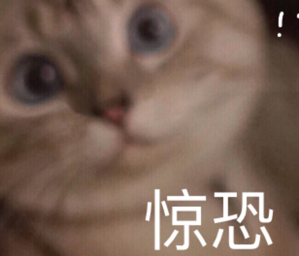 猫宁