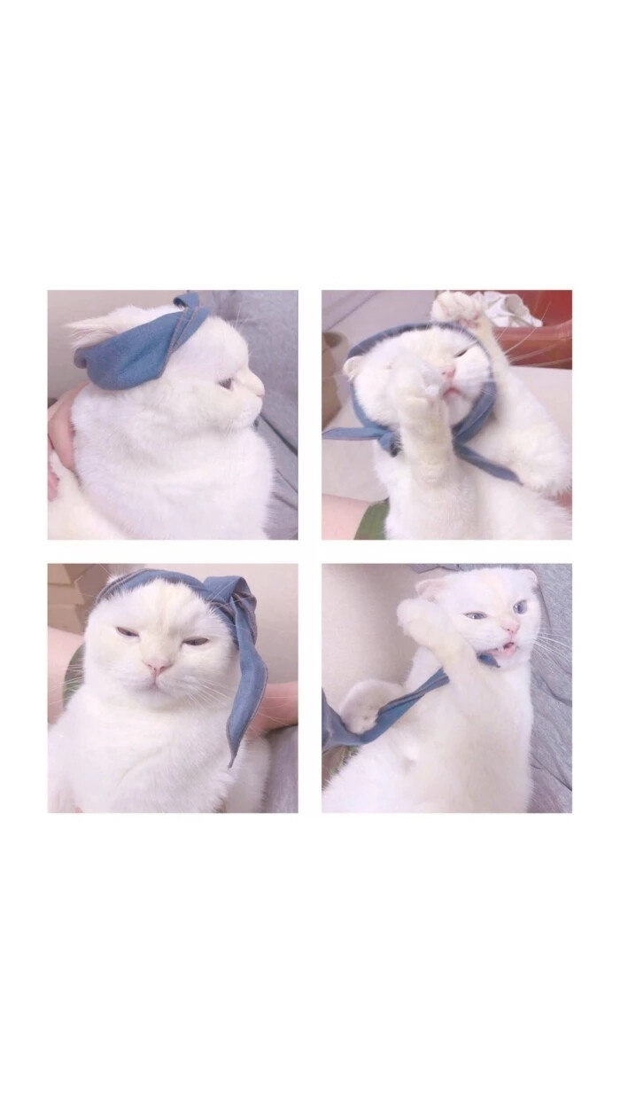 猫咪