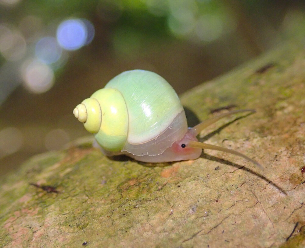 广西山蜗牛图片图片