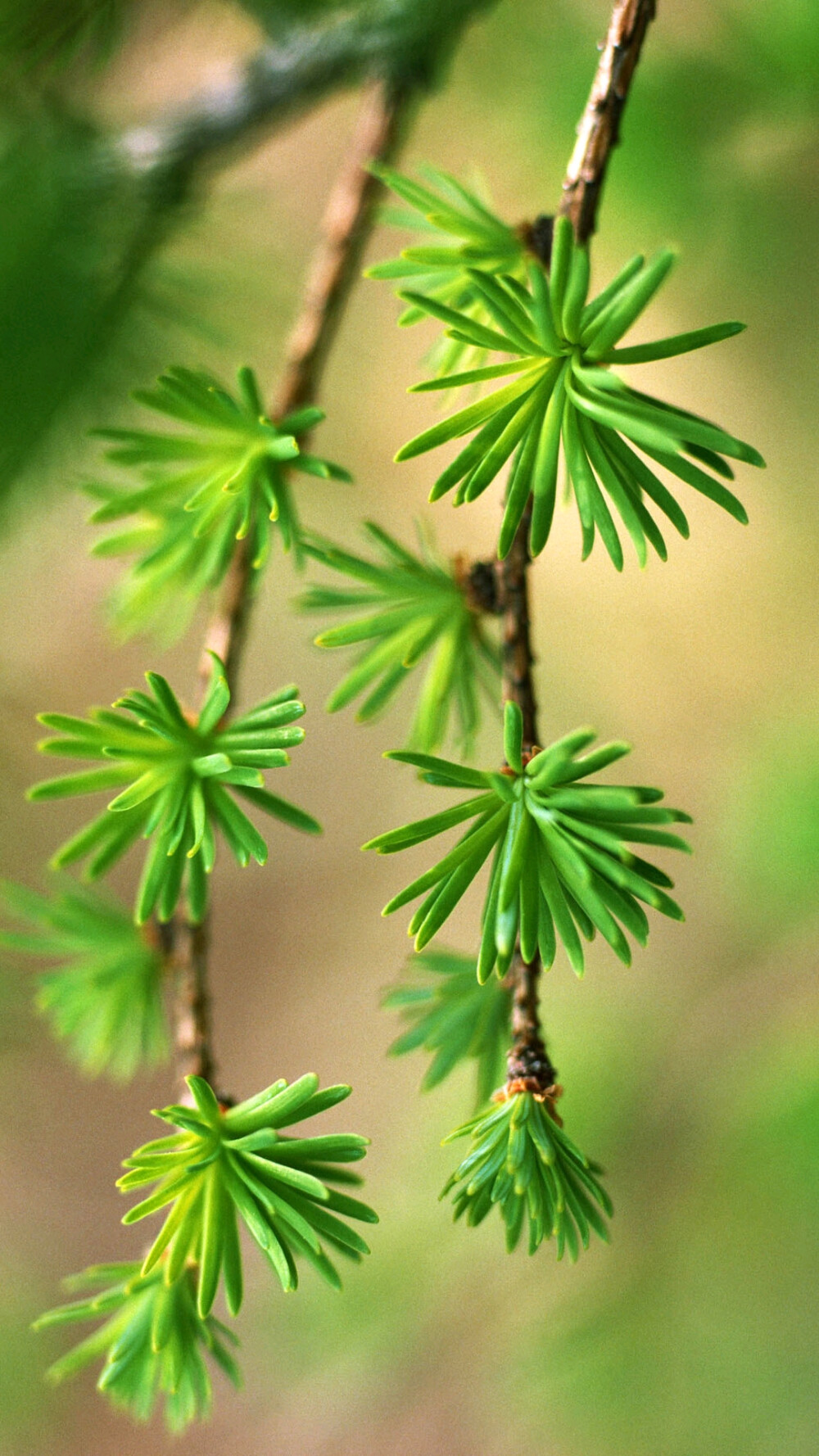 绿植，绿色壁纸