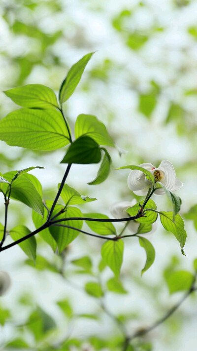 绿植，绿色壁纸