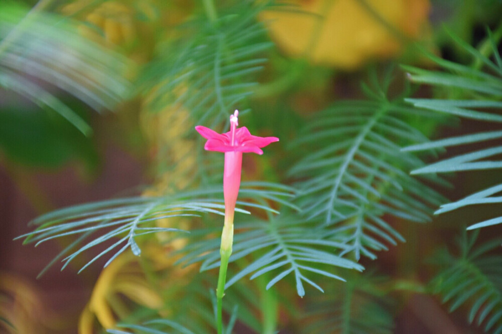 墙上的五角星开花了