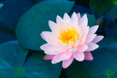 beautiful pink lotus the flower of Buddha beauty and calm in water pond